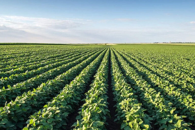 El Gobierno espera USD 5.000 millones extra por la baja de retenciones al agro