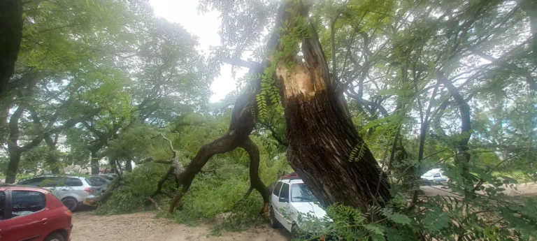 Añoso árbol cayó sobre cuatro autos en el estacionamiento del Hospital