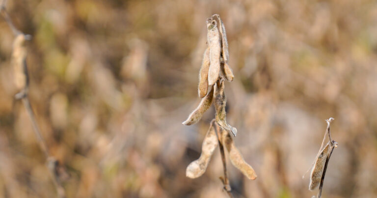 Fuerte caída del precio de la soja tras los anuncios de Trump