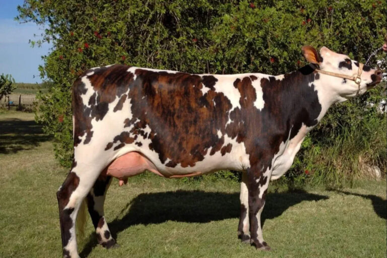 El País de la Vaca Atada