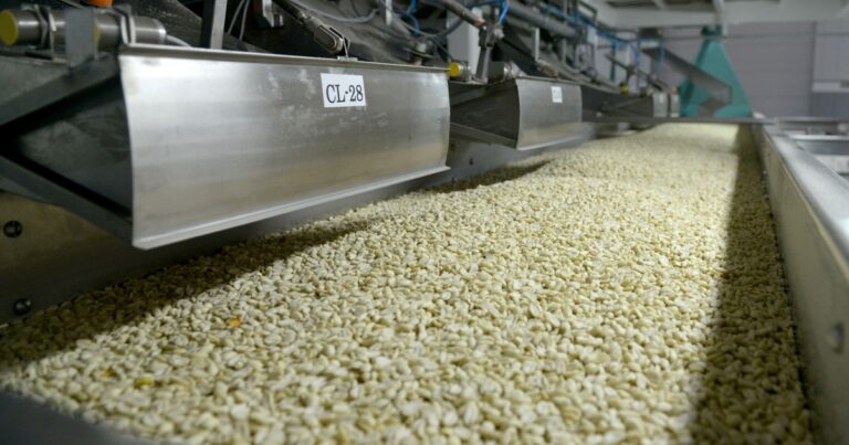 Argentina se convirtió en el mayor exportador de maní del mundo y genera divisas por más de US$ 1.000 millones por año