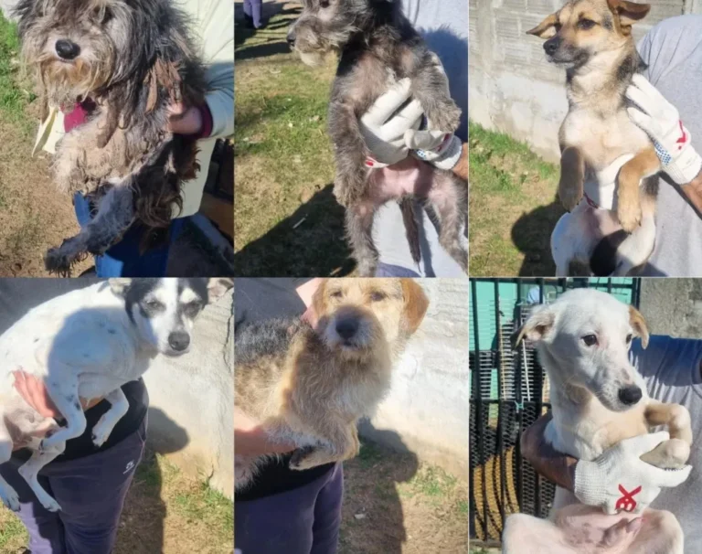 Maltrato animal: rescataron 17 perros que sobrevivían en una casa abandonada