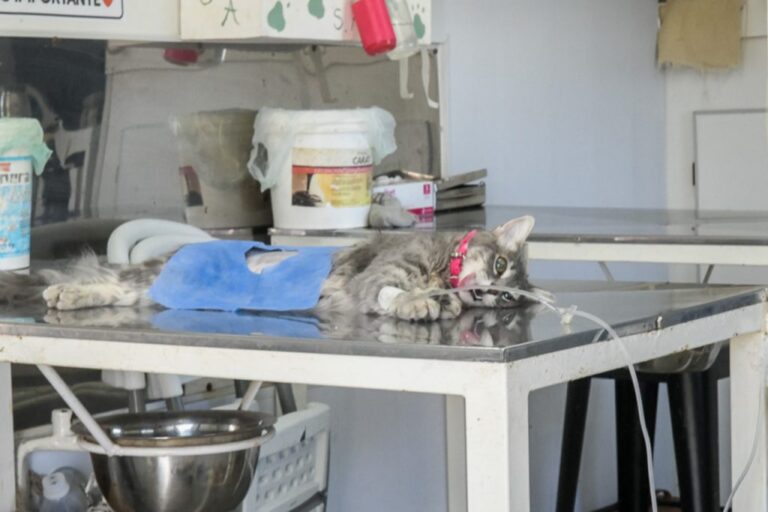 Los operativos de salud animal se realizarán este mes en comisiones vecinales