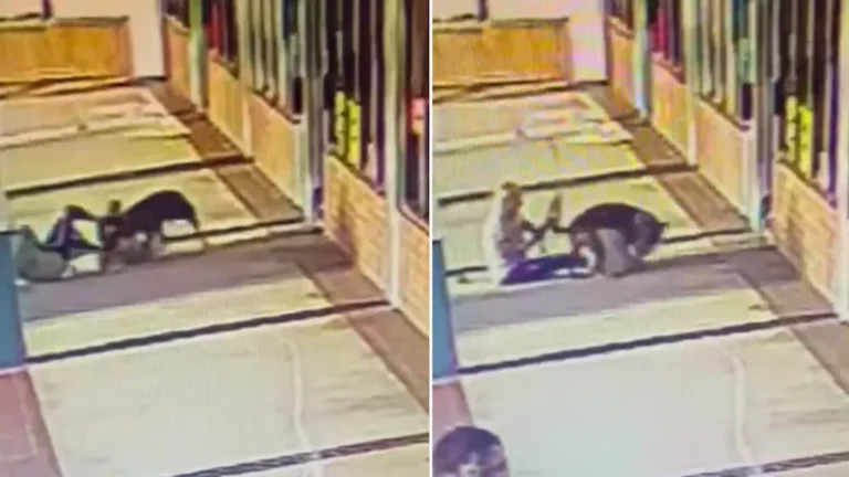Video: una mujer de 70 años mordió a un pitbull en la nuca para salvar a su perro