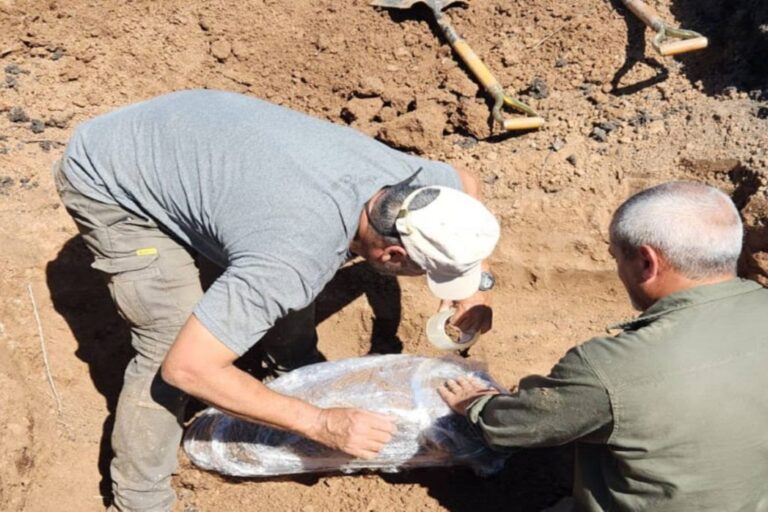 Cómo fue la extracción de restos fósiles de un gliptodonte en Líbaros
