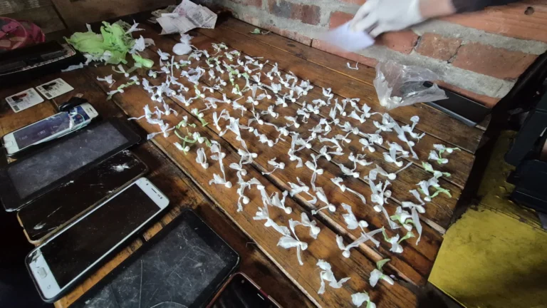 Detuvieron a una mujer por narcomenudeo, tenía 136 cebollines de cocaína, dinero y 7 celulares.