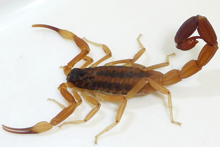 Salud recuerda cómo prevenir las picaduras de alacranes