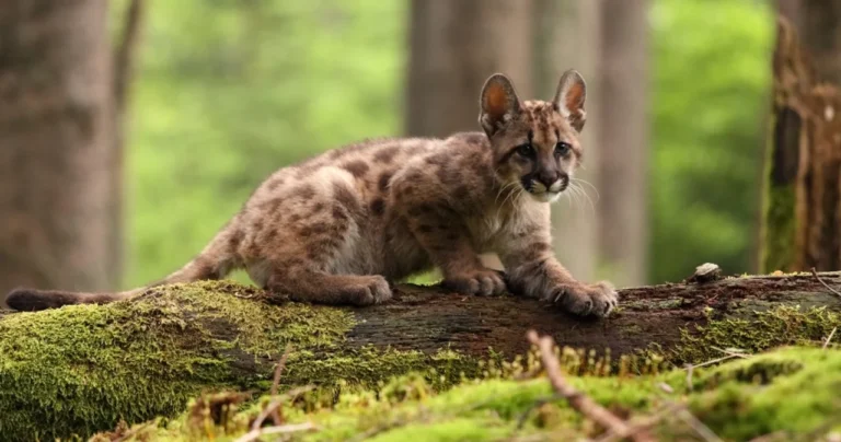 Mató a un puma, fue condenado a un año de prisión condicional y lo obligaron a capacitarse en fauna silvestre