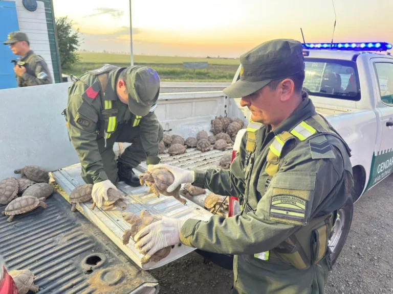 Trasladaban 166 tortugas dentro de bolsas arpilleras en un cargamento de cebollas