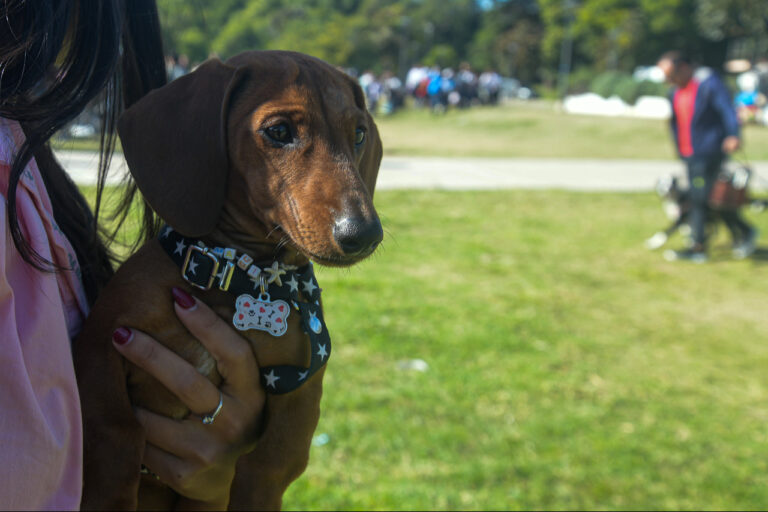 Continúan operativos de salud animal en vecinales