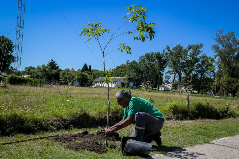 Arbolado: realizan plantación en Cuarteles