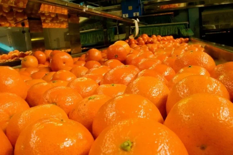 Se certificó el primer envío de naranjas frescas desde la provincia de Entre Ríos a Ecuador