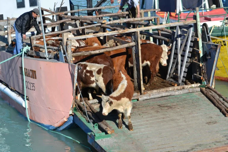 Faltan más de mil cabezas de ganado de un campo en Islas y hay cinco productores damnificados