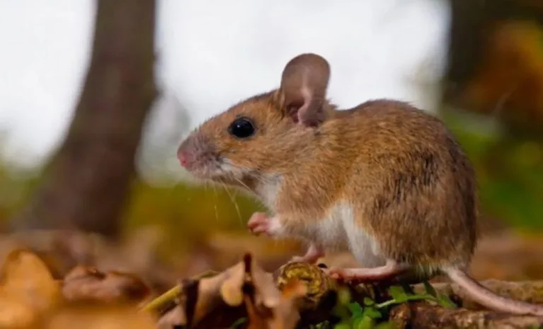 Alarma por Hantavirus: Un infectólogo confirmó que la cepa local es potencialmente mortal