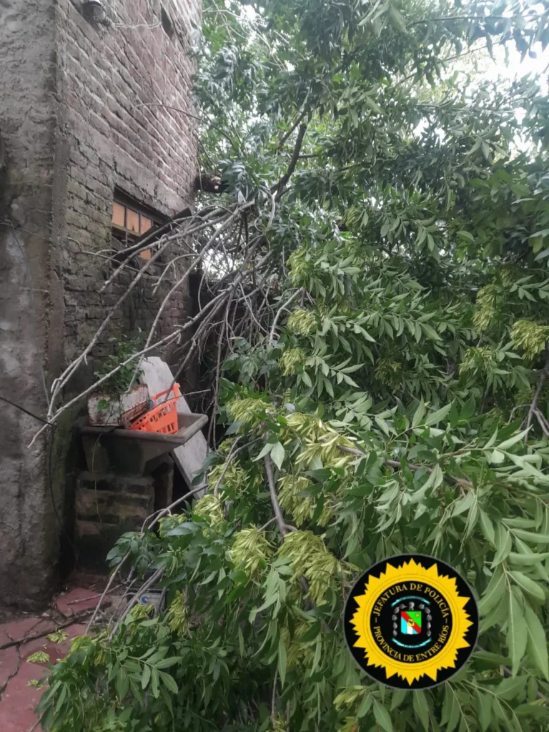 El temporal provocó la caída de un árbol y daños en una vivienda: intervención de Bomberos Zapadores