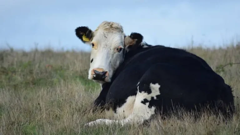 Horror en España: un feriante fue sorprendido mientras violaba una vaca preñada