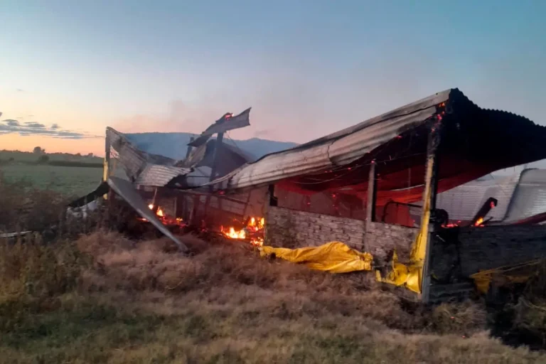 Un incendio arrasó un galpón en Entre Ríos y murieron 500 cerdos